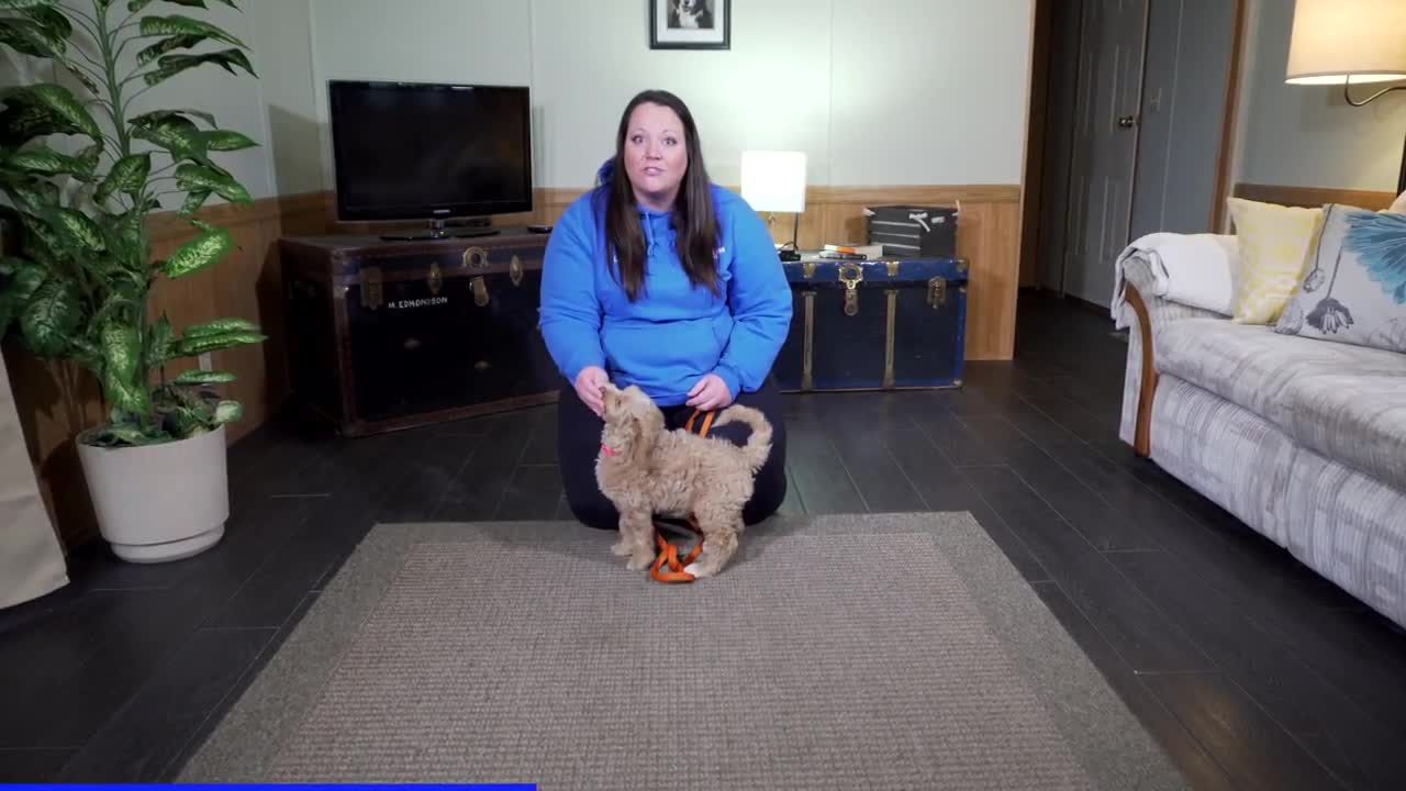Your Complete First Week Puppy Training Plan