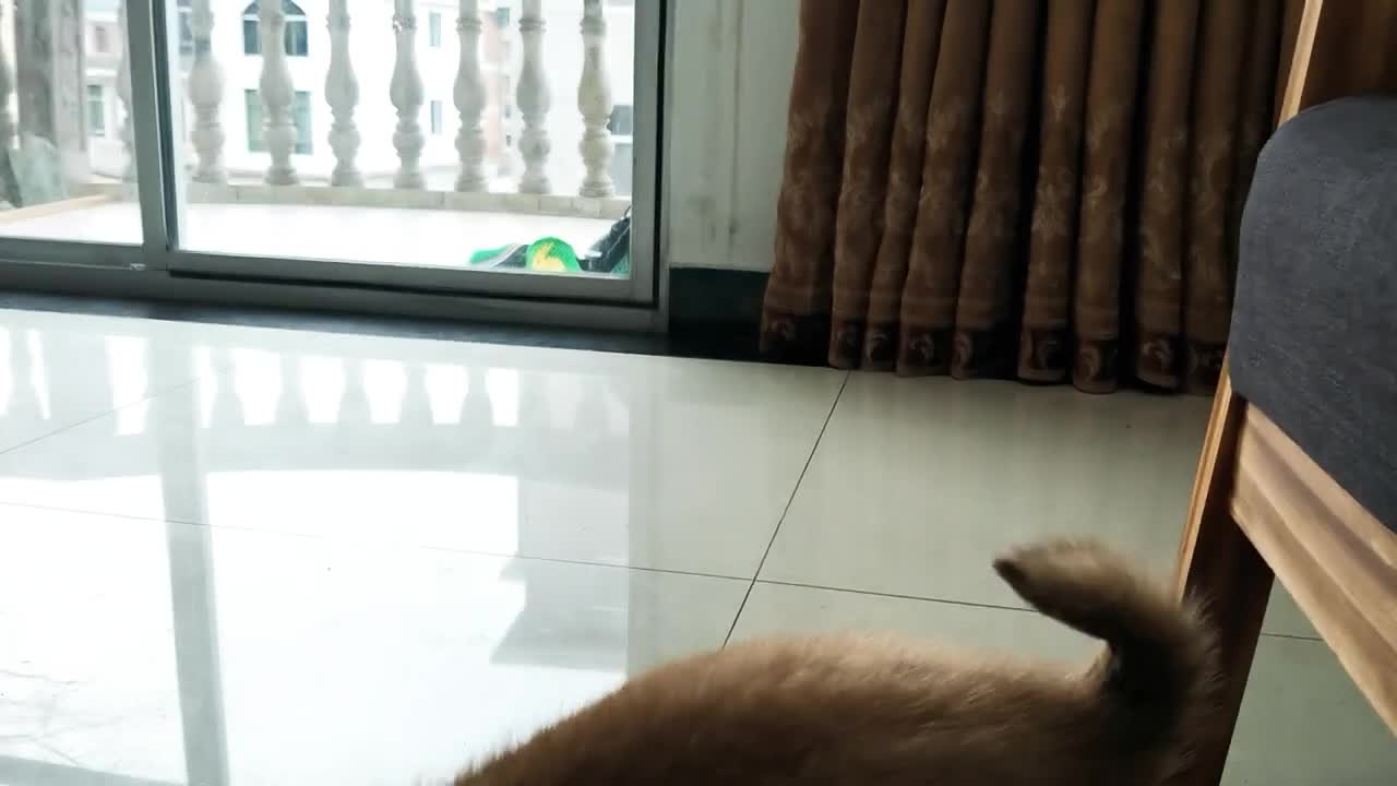 Cute puppy dog plays basketball first, then plays with the curtain, and end in bitting my foot