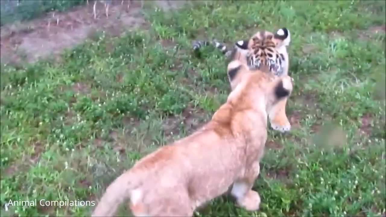 Baby lions learning how to be big lions