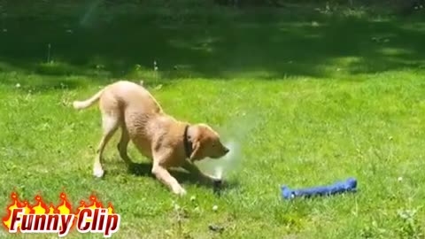 Time to player water | Smart dog | The Funny Clip