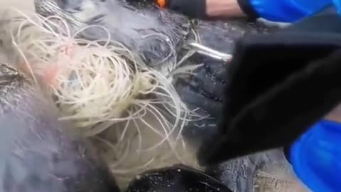 Focas sendo salvas de rede de pesca no pescoço