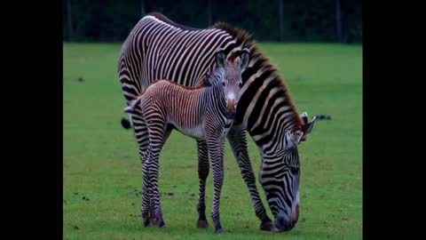 Baby Animals - Kids Learning Films