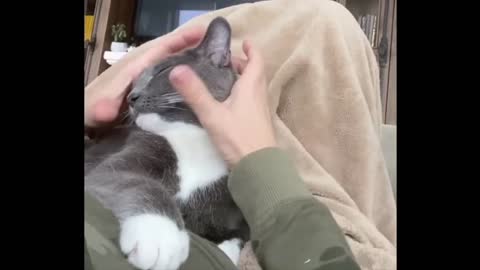 Cute Cats Enjoying Massage 😸 Funny Cats compilation