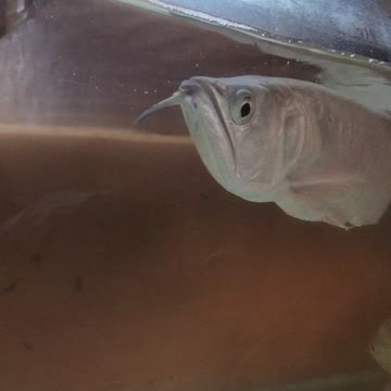 King Of Ornamental Fish