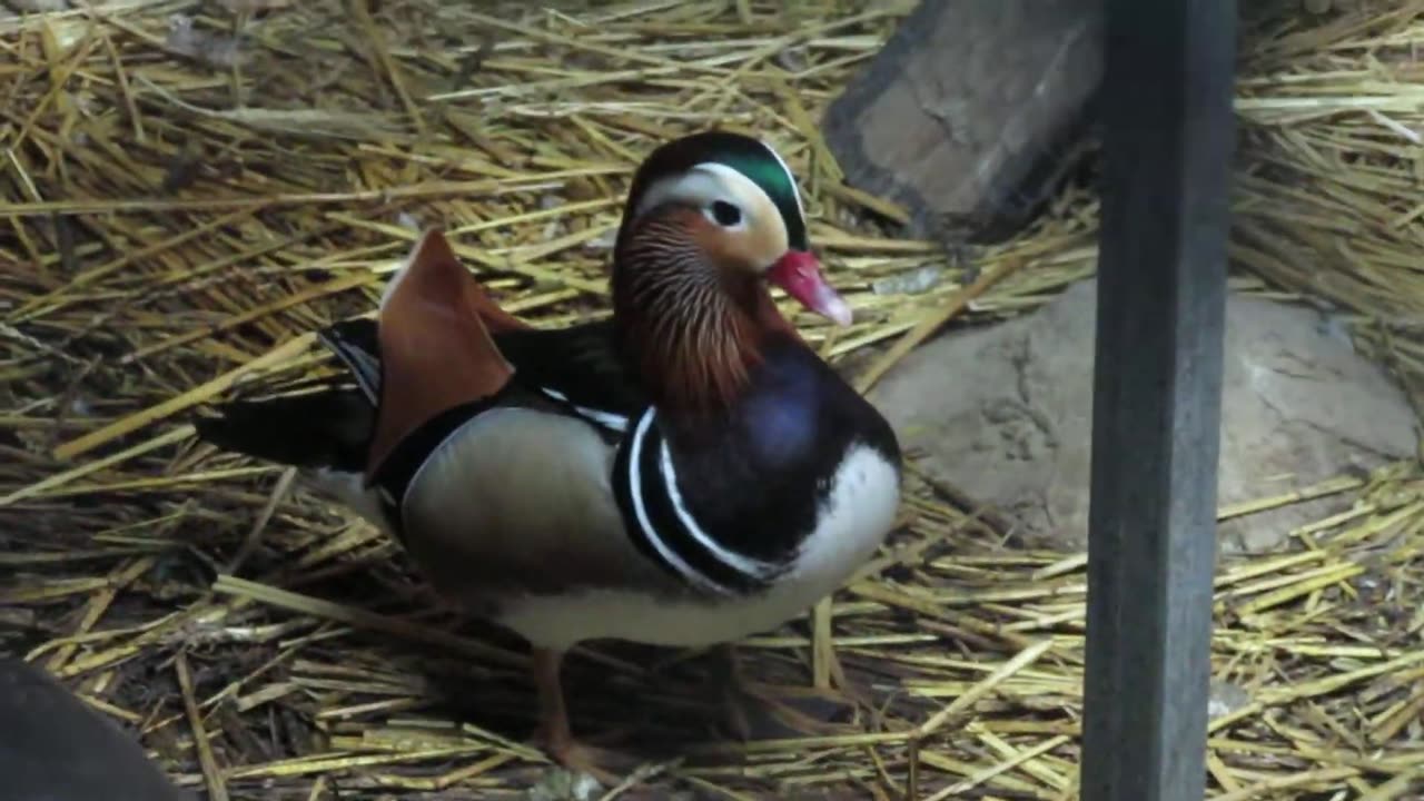 Mandarin duck and a chick