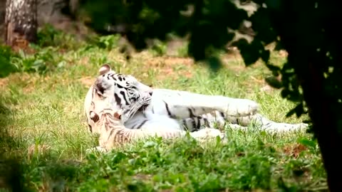 Funny tigers posing for cameras