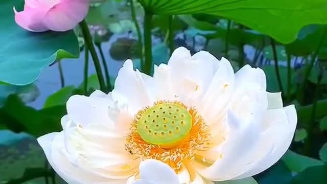 Lotus beauty