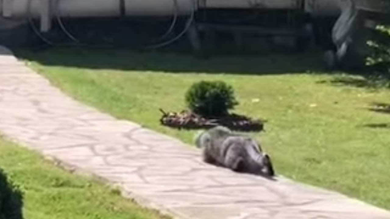 Funny cat🤣