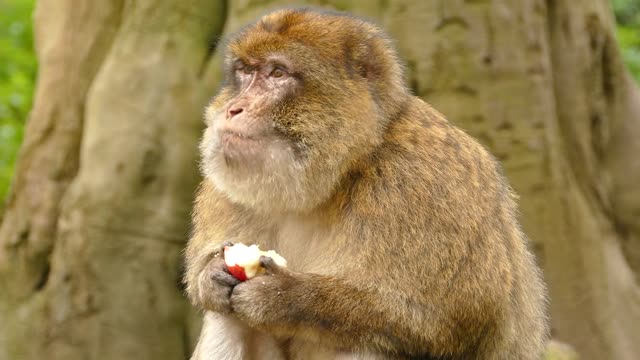 funny monkey eating apple