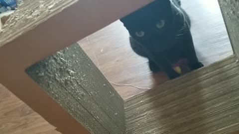 20240808 145151 Tux Playing with Increasingly Crippled