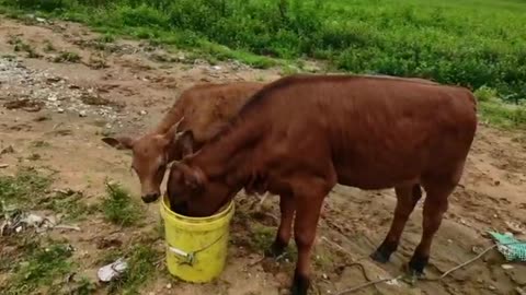 Little ox that grabs water