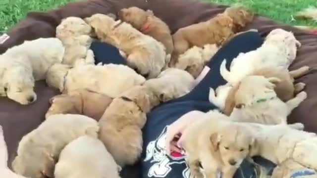 Check out these puppies you thisnk it's cute?