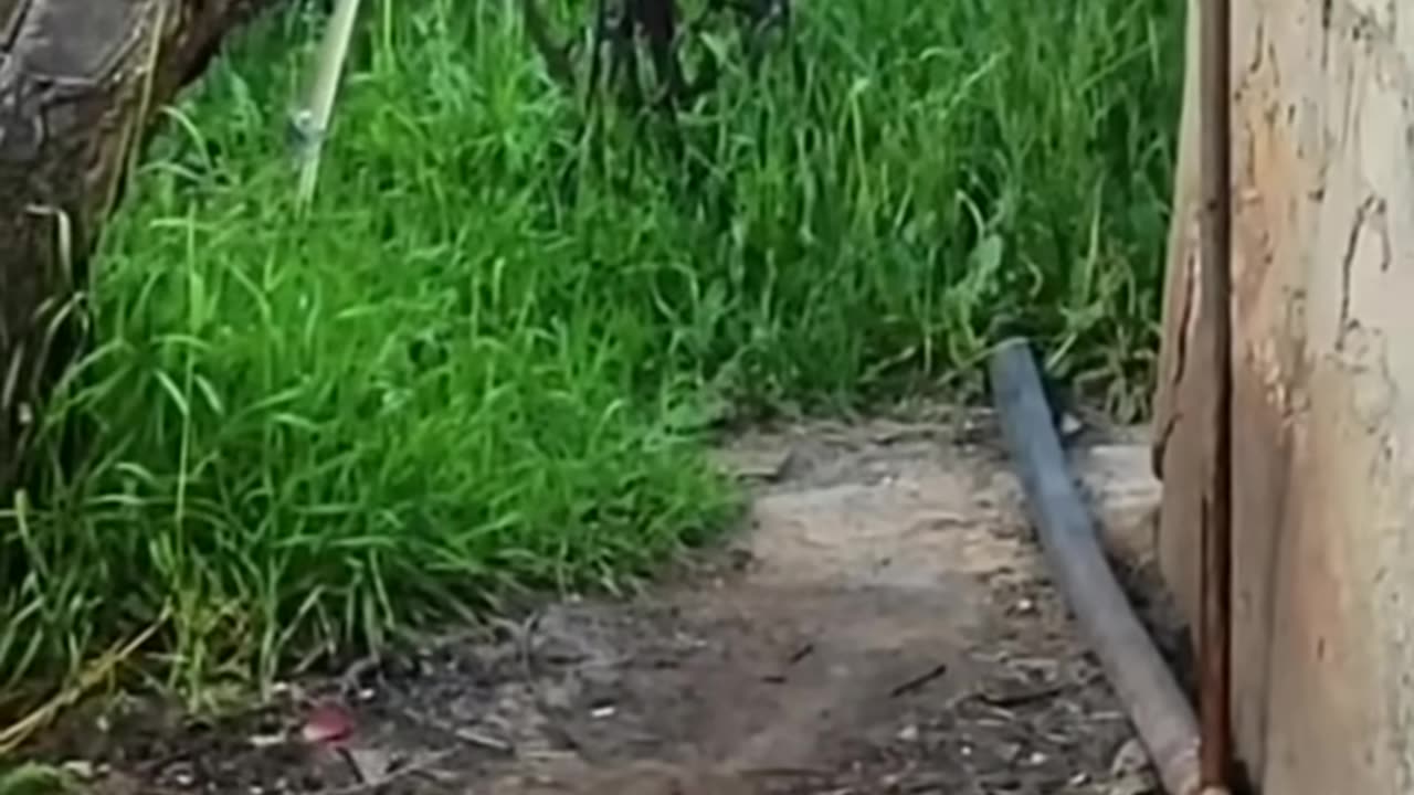 Cat funny videos 🤪