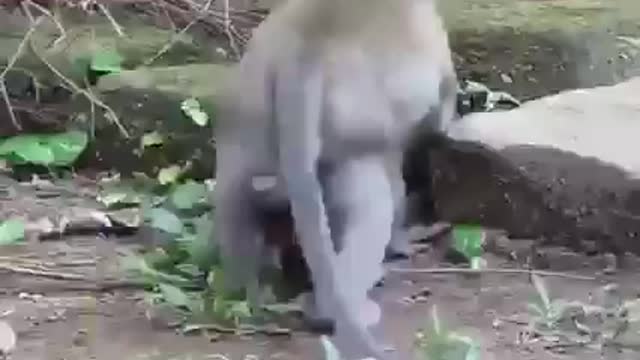 Mother Monkey how she Saves Baby