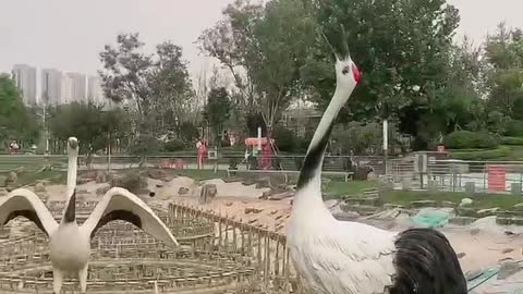 cute red-crowned crane