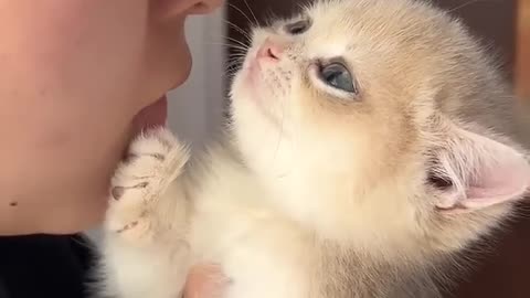 cute cat kitten videos