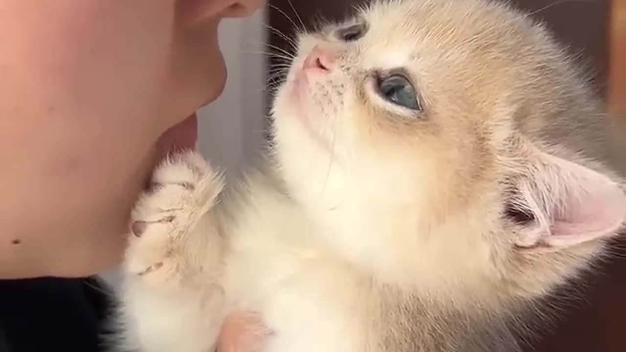 cute cat kitten videos