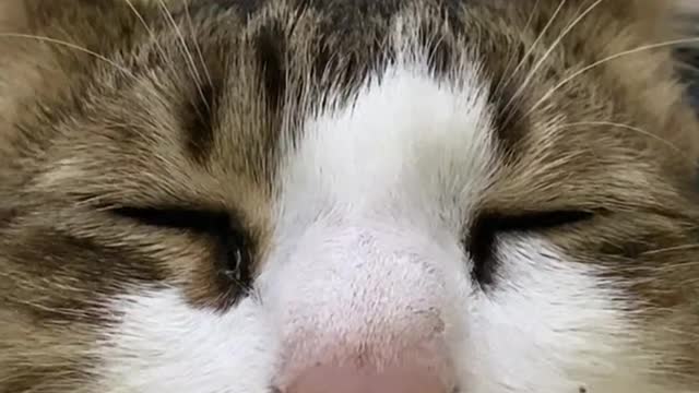 funny dogs