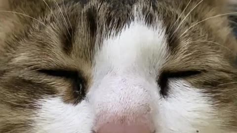funny dogs