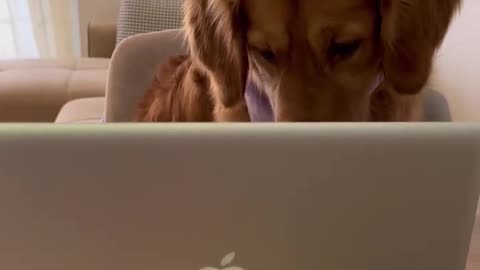 Phone With Potato Hack… #shorts #lifehack #dog #tonnythechefdog