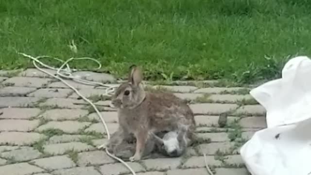 Happy bunnies