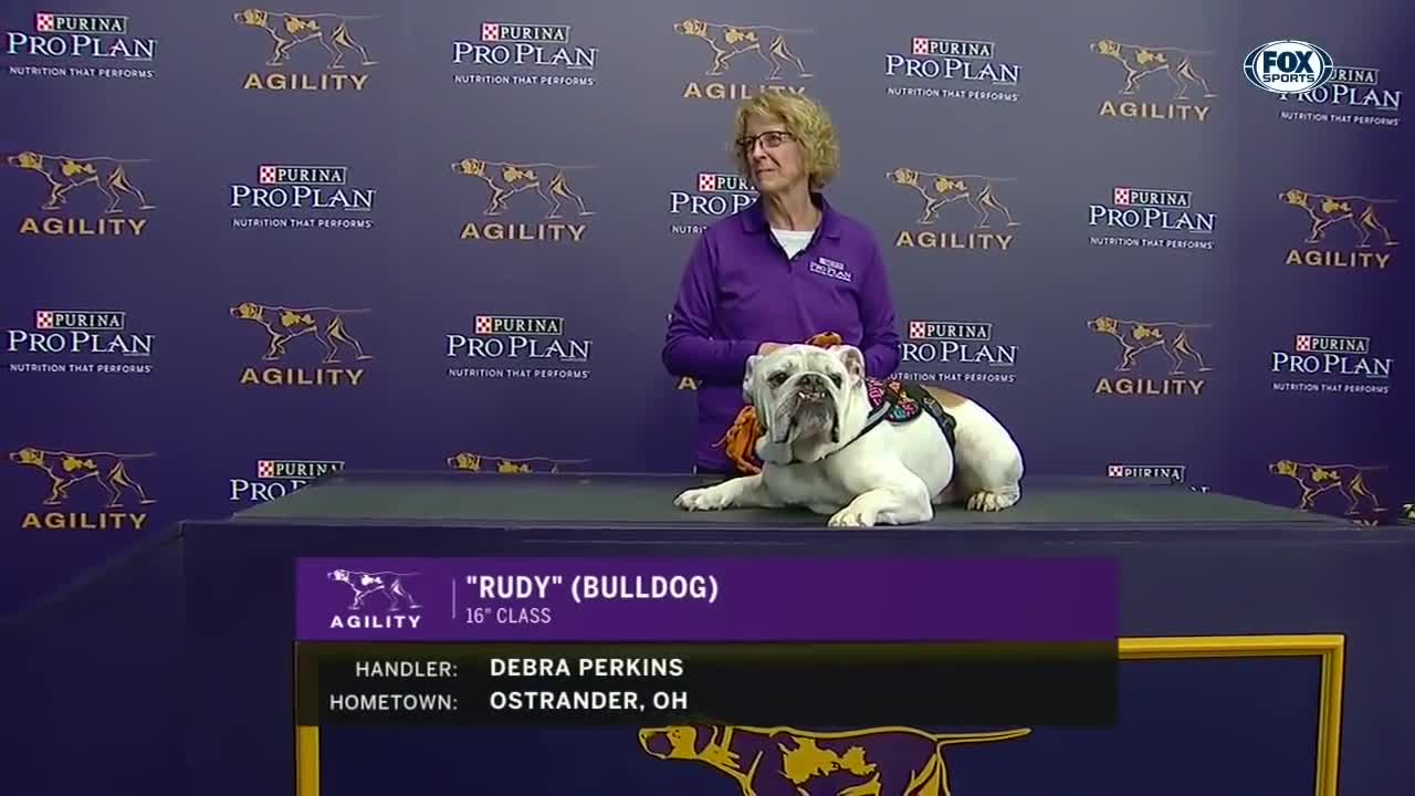 Watch Rudy the Bulldog win the WKC 2019 Agility Masters contest | FOX SPORTS