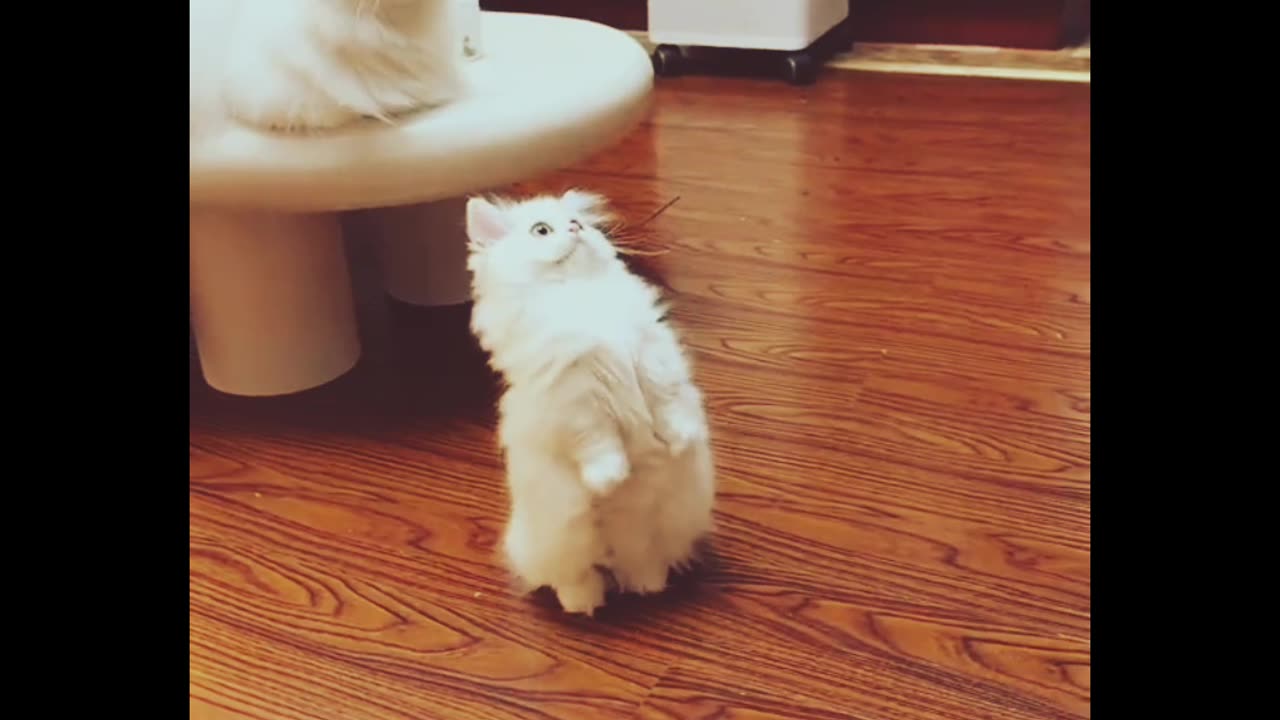 Funny video for animal