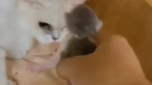 Baby cat with mom & full fun time