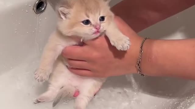 cute cat -A Cute Cat have a bath compilation 2022