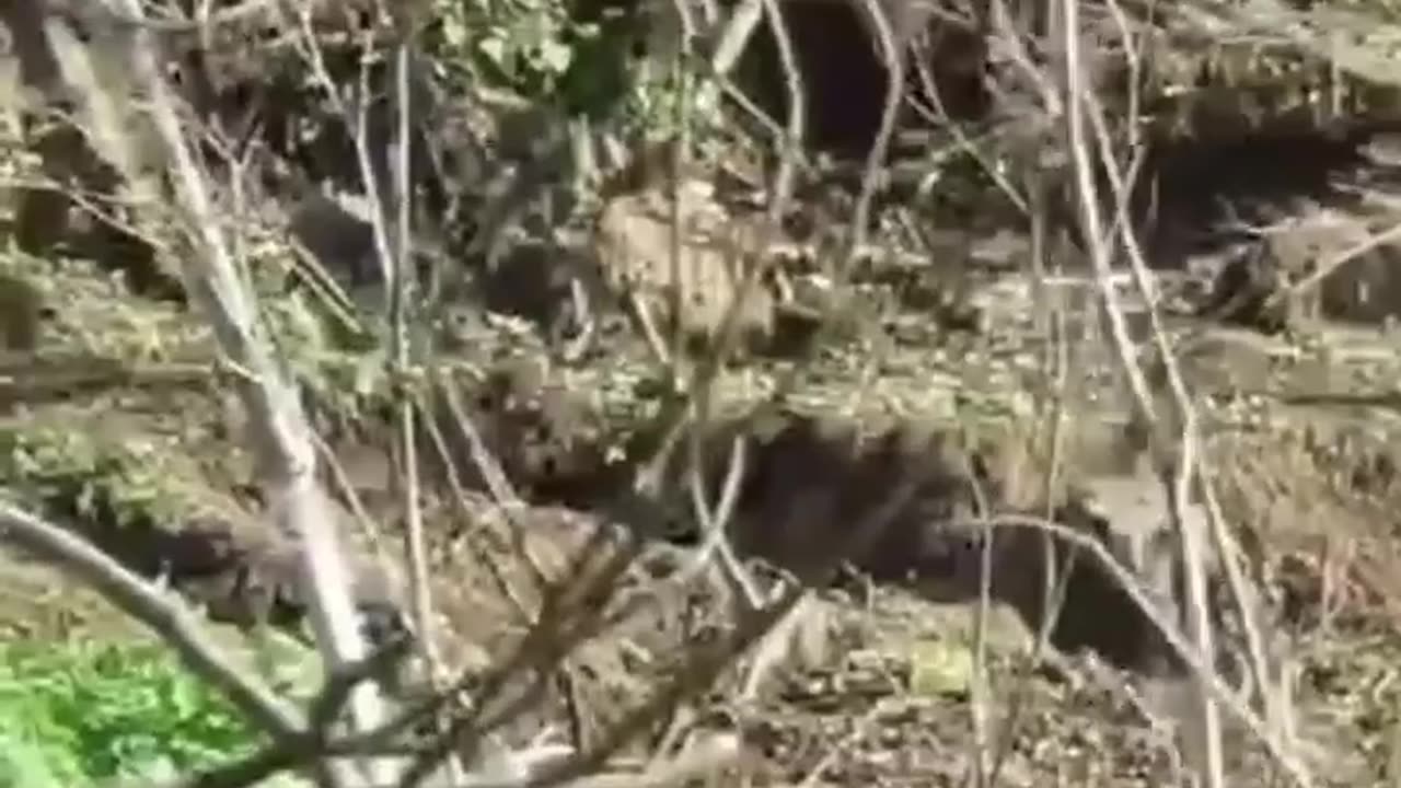 Rabbit🐇 hunting😞 man snipping shorts viral video 😱😱