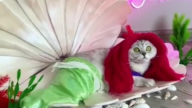 The owner dressed the kitten as a "CAT" mermaid !!!! 2021