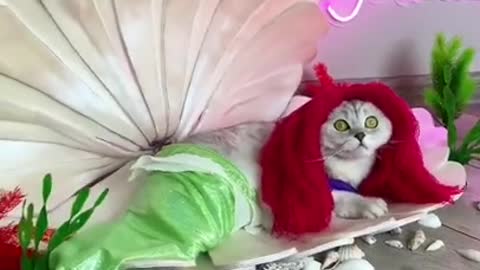 The owner dressed the kitten as a "CAT" mermaid !!!! 2021