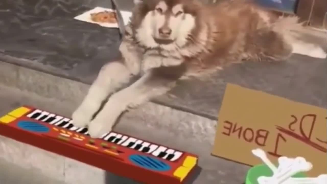 the dog playing the piano and drums began,very funny