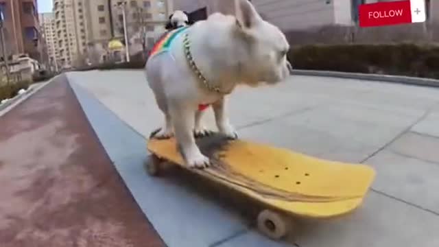 Let's see a dog ride a skateboard!?