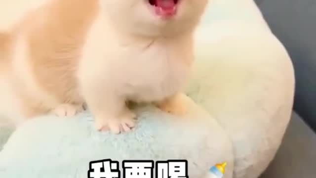 which is your favorite cat