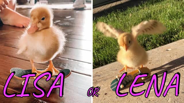 LISA OR LENA💖🥰| ( CUTE ANIMALS 😍😚