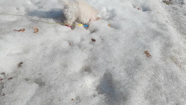 Toy Poodles, Popcorn & Peanut, We had to stop to smell the.....