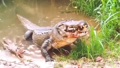 nature is brutal.......😒😒😒😒