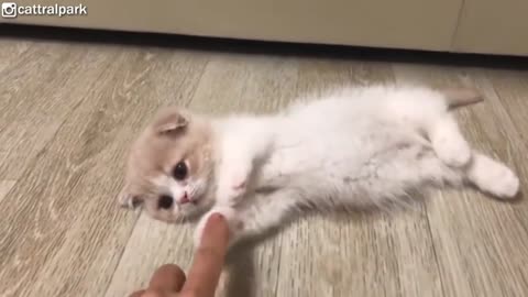 A cute cat purring