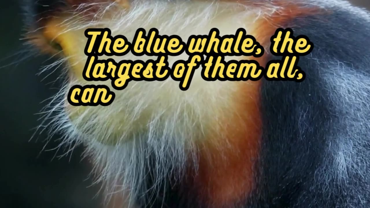 Animal Facts Whales #shorts