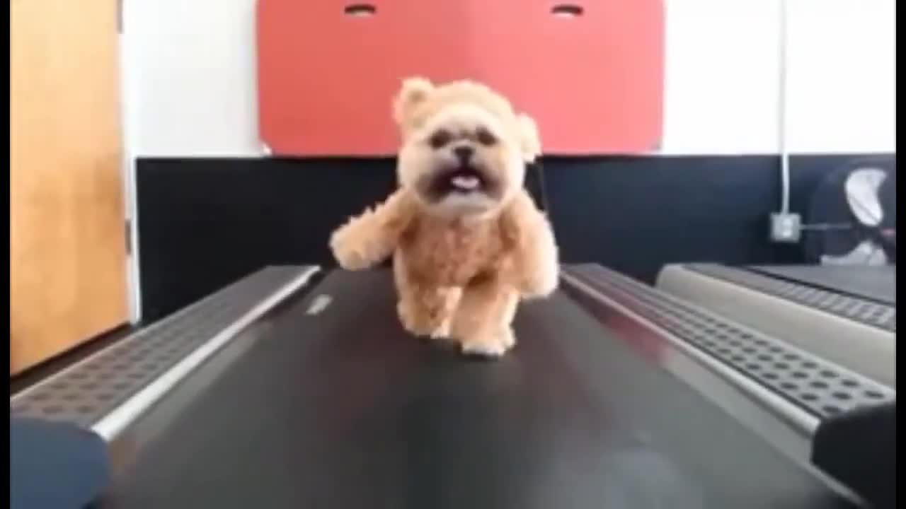 Adorable Dog training