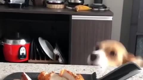 Lovely dogs