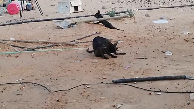 Baby cat playing on desert going naugty with mom and things v nice