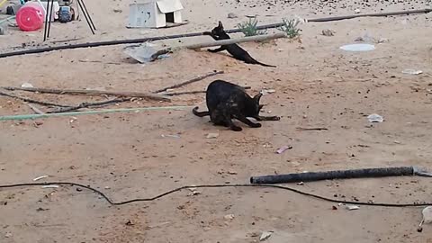 Baby cat playing on desert going naugty with mom and things v nice