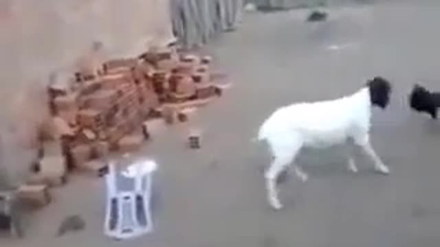 Amazing Rooster vs Goat Kid Fight in Home