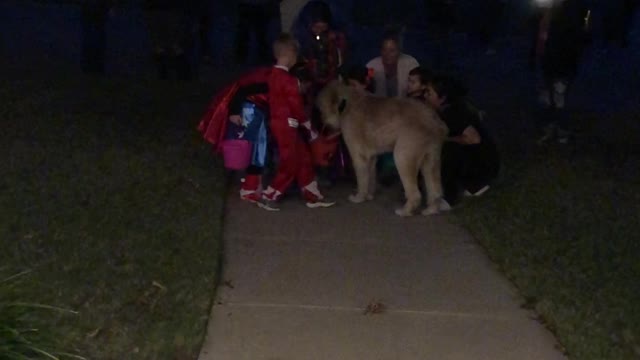 Dog Delivers Halloween Treats