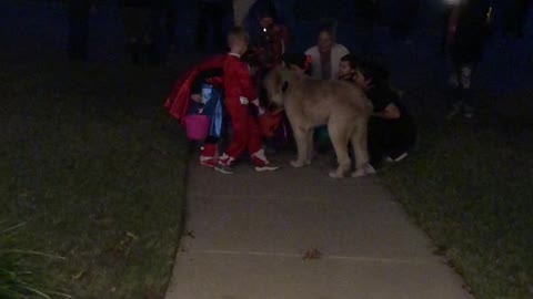 Dog Delivers Halloween Treats