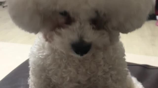 Bichon on the sofa