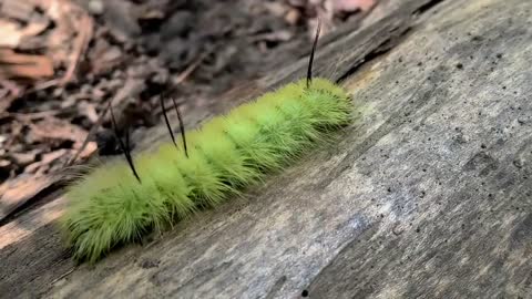 Fuzzy moth 😁