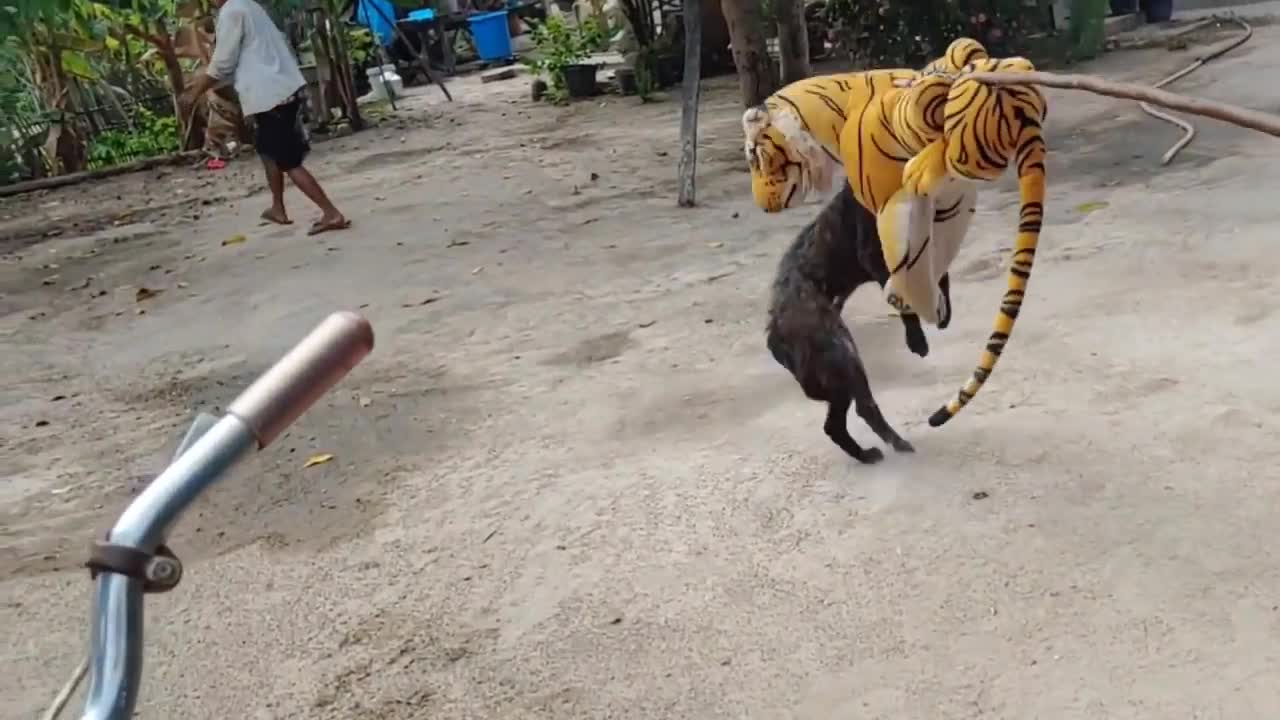 Wow Nice Dog!!! Fake Tiger Prank Dog Run So Funny Try To Stop Laugh Challenge|